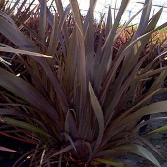 Phormium Purpureum