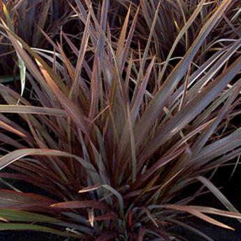 Phormium Bronze Baby