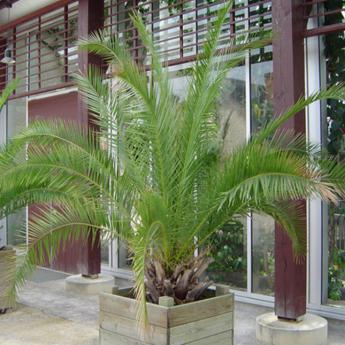 Phoenix Carariensis