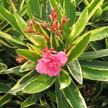Nerium Oleander Variegata