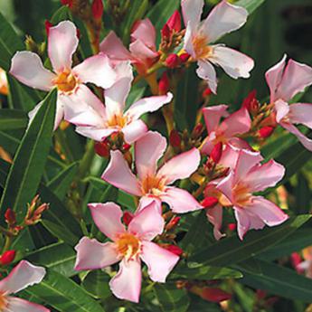 Nerium Oleander Nerium Oleander