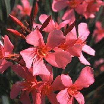 Nerium Oleander