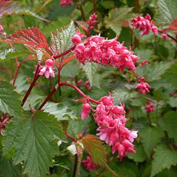 Neillia Affinis