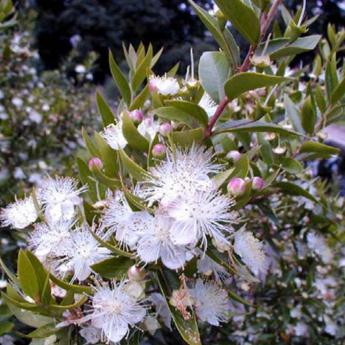Myrtus Communis