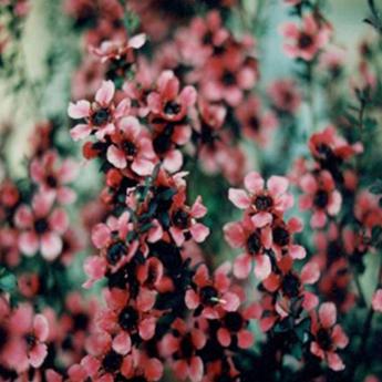 Leptospermum Leptospermum