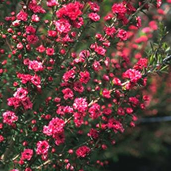 Leptospermum
