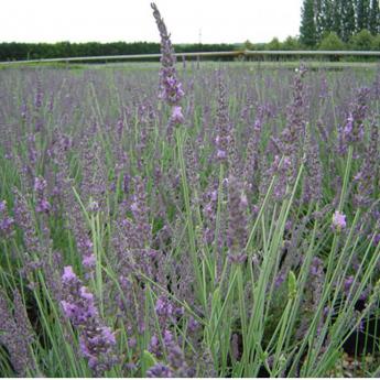 Lavandula Grosso