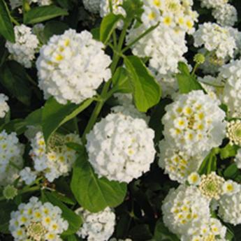 Lantana Camara