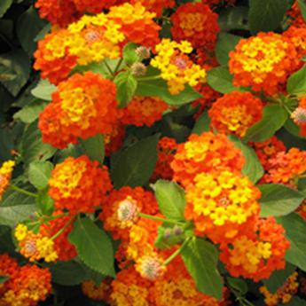 Lantana Camara