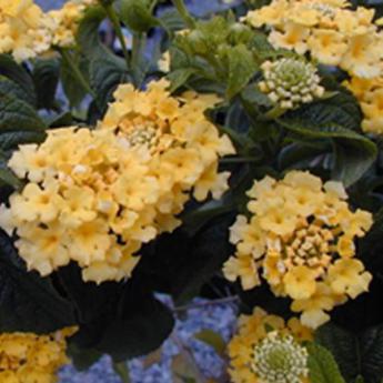 Lantana Camara