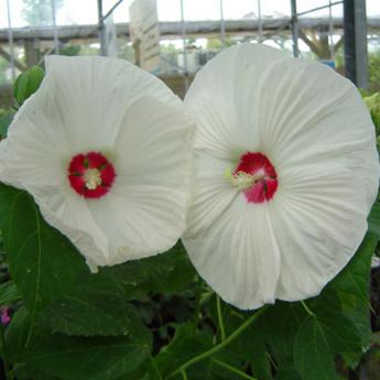 Hibiscus Moscheutos