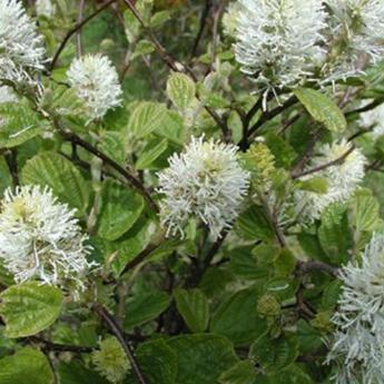 Fothergilla Major