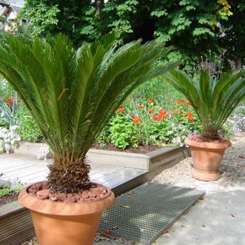 Cycas Revoluta