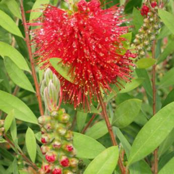 Callistemon Laevis