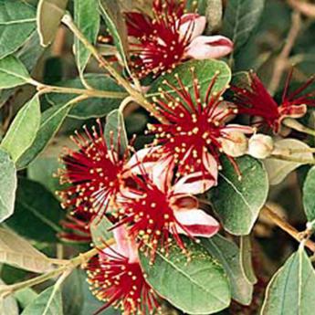 Acca Sellowiana