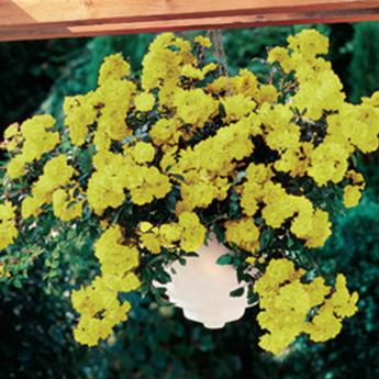Yellow Fairy
