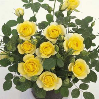Golden Meillandina