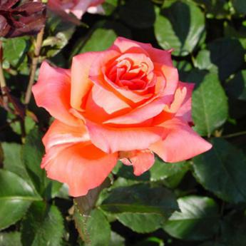 Lady Rose