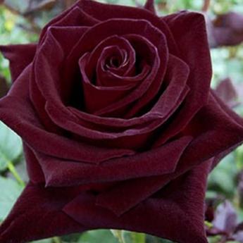 Black Baccara