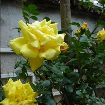 Yellow Hammer