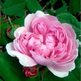Jacques Cartier