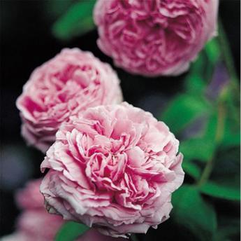 Comte de Chambord