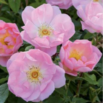 The Lady Blush