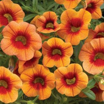 Superbells Orange
