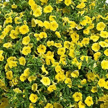 Superbells Yellow Pw®