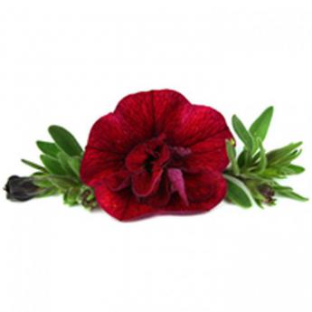 Superbells Double Ruby Pw®