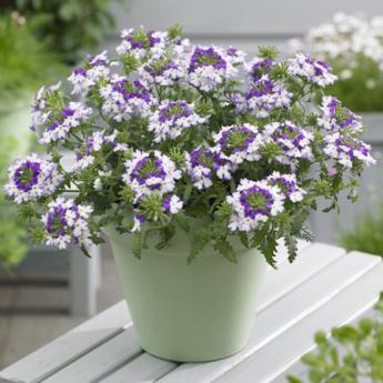 Lanaii Twister Blue  Syngenta