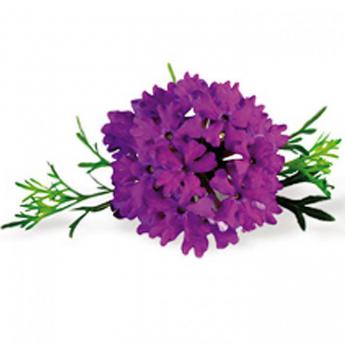Traçante Superbena Violet Blue Lace