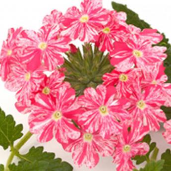 Donalena Twinkle Dark Pink
