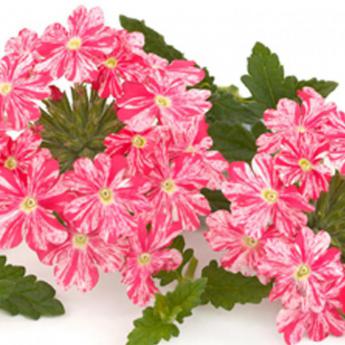 Donalena Twinkle Dark Pink