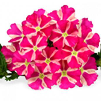 Estrella Pink Star Estrella Pink Star