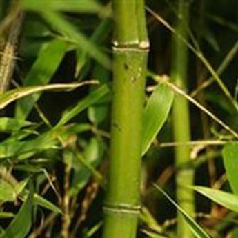 Phyllostachys Viridis