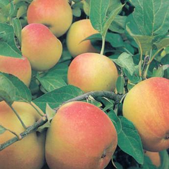 Reinette Blanche du Canada
