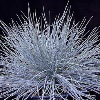 Festuca Elijah Blue