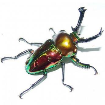 Phalacrognathus Muelleri