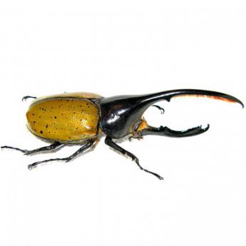 Dynastes Hercules Lichyi