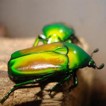 Chlorocala Africana Africana