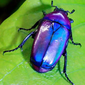 Chlorocala Africana Oertzeni