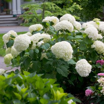 Arborescens Incrediball