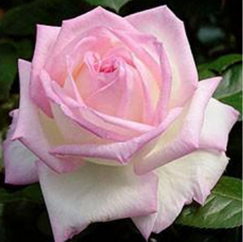 Princesse de Monaco