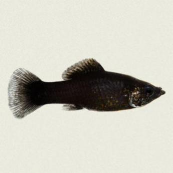 Nourrir ses poissons exotiques
