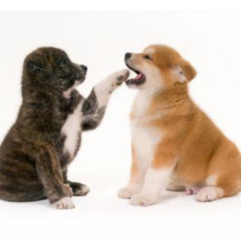 Special chiot