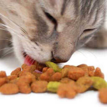 Alimentation chat