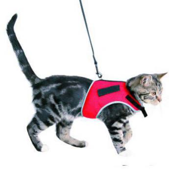 Colliers et Harnais chats Colliers et Harnais chats