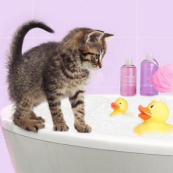 Toilettage et soins chats