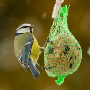 Nourriture oiseaux du ciel